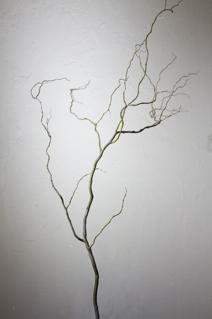 144 Curly Willow Branches, Natural