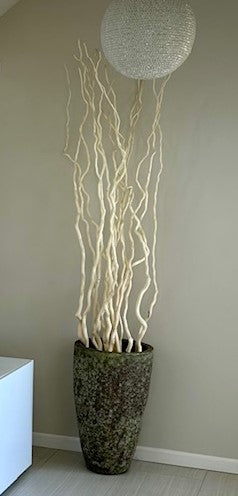 White Curly Willow Branches