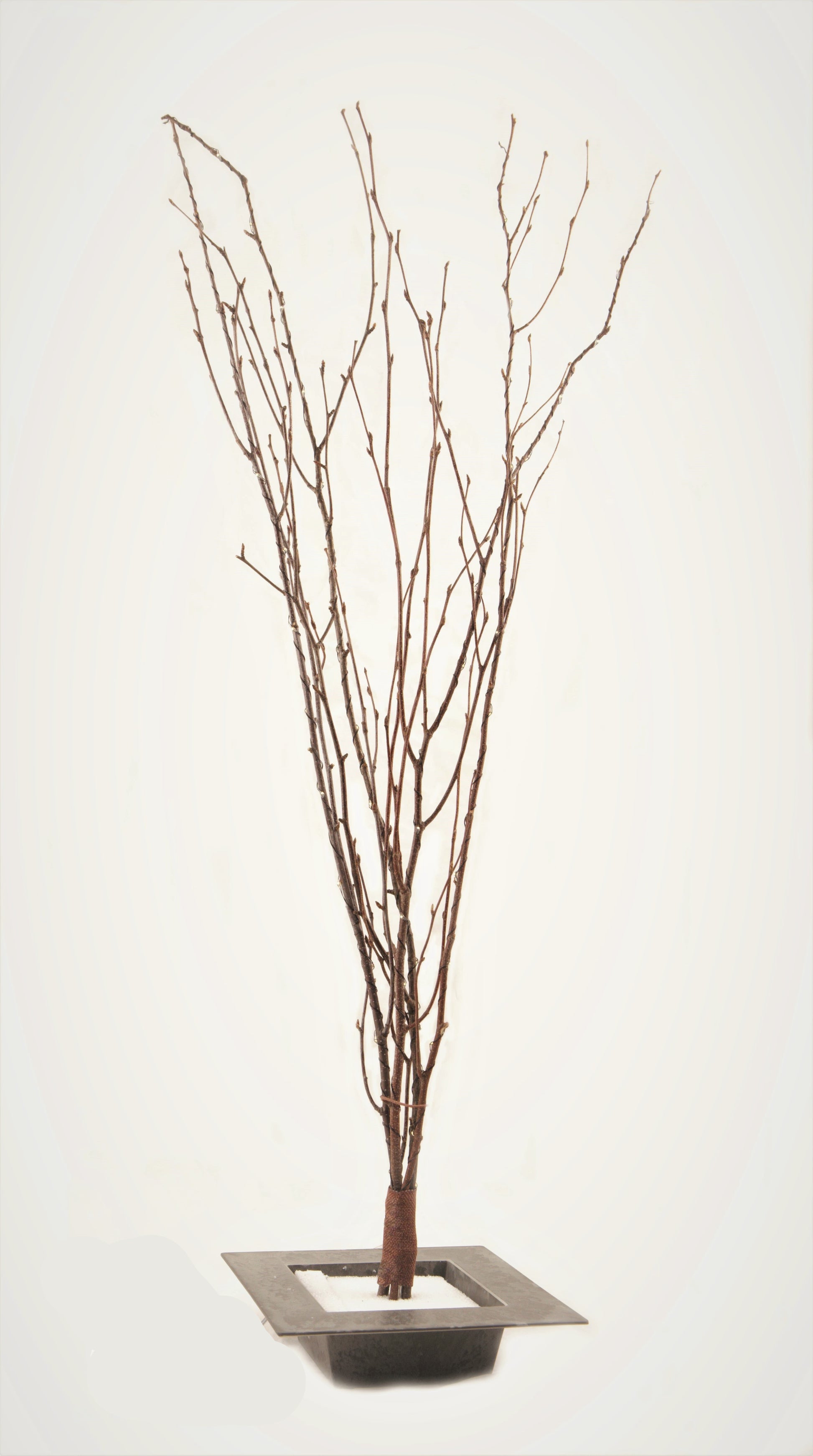 Natural Red White Birch Twigs 3-4 Foot Branches Floor Vase Tall Branch