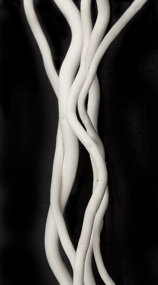Bleached White Curly Willow Branches